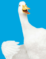 duck